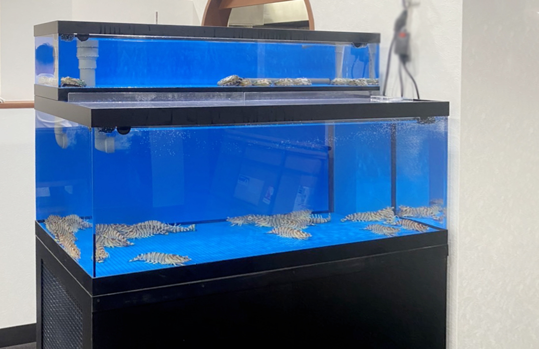 二段式水槽Mサイズ