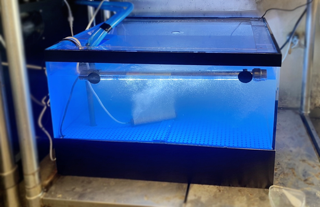 アクリル活魚水槽