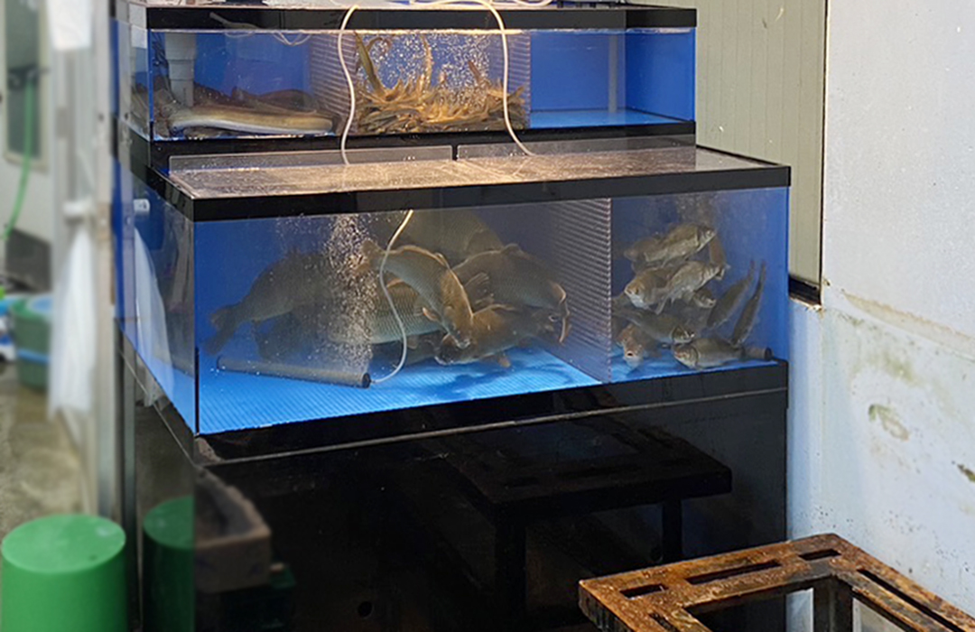 二段式のアクリル水槽