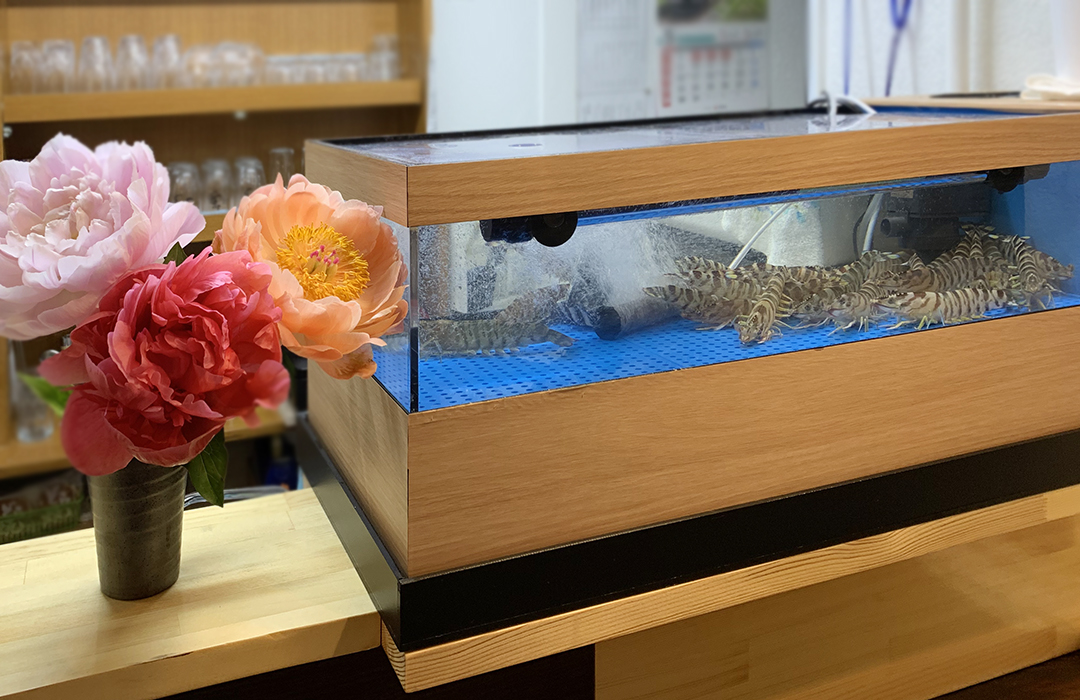 卓上型でカウンターに置いたアクリル水槽